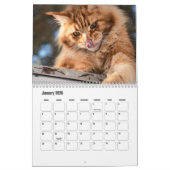 Maine Coon Calendar Kalender (Jan 2026)