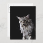 Maine Coon Cat 2 Postkarte (Vorne/Hinten)
