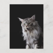 Maine Coon Cat 2 Postkarte (Vorderseite)