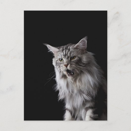 Maine Coon Cat 2 Postkarte (Vorderseite)
