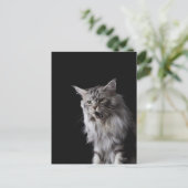 Maine Coon Cat 2 Postkarte (Stehend Vorderseite)