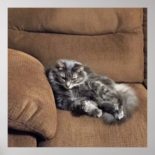 Maine Coon Cat auf Sofa Poster (Vorne)