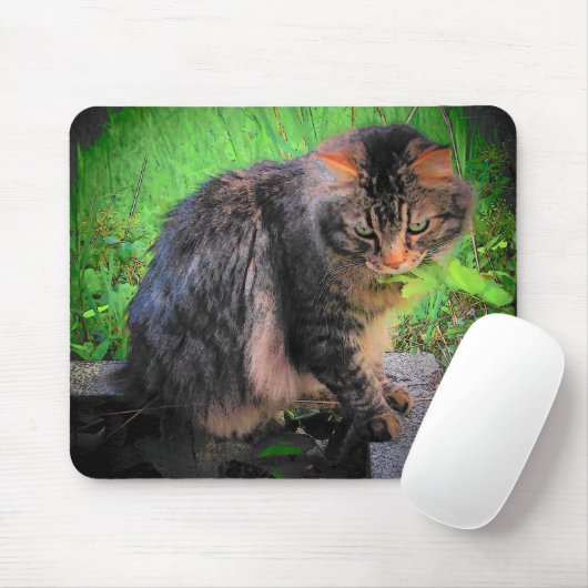 Maine Coon Cat auf Steinen Mousepad (Mit Mouse)