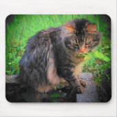 Maine Coon Cat auf Steinen Mousepad (Vorne)
