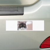Maine Coon Cat Autoaufkleber (Auf Auto)