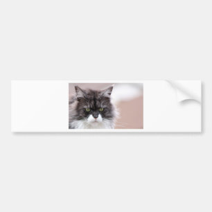Maine Coon Cat Autoaufkleber
