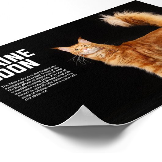 Maine Coon Cat Breed Poster (Ecke)