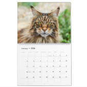 Maine Coon Cat Calendar Kalender (Jan 2026)