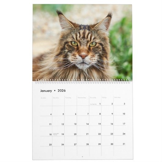 Maine Coon Cat Calendar Kalender (Jan 2026)
