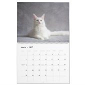 Maine Coon Cat Calendar Kalender (Mär 2027)