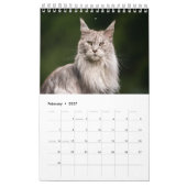 Maine Coon Cat Calendar Kalender (Feb 2027)