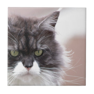 Maine Coon Cat Fliese