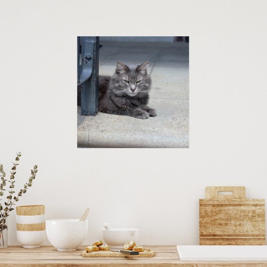 Maine Coon Cat Foto Poster (Küche)