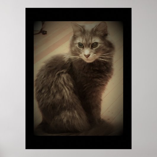 Maine Coon Cat Foto Poster (Vorne)