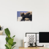 Maine Coon Cat Foto Poster (Heimbüro)