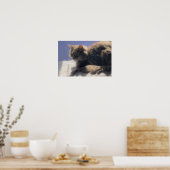 Maine Coon Cat Foto Poster (Küche)