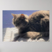 Maine Coon Cat Foto Poster (Vorne)