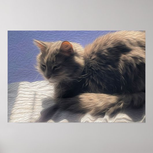 Maine Coon Cat Foto Poster (Vorne)