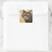 Maine Coon Cat Foto Stickers (Tasche)