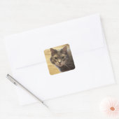 Maine Coon Cat Foto Stickers (Umschlag)