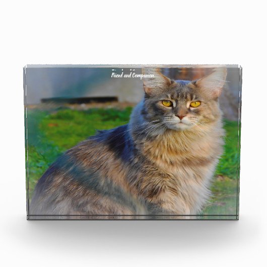 Maine Coon Cat Fotoblock (Vorderseite)