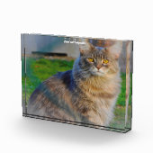 Maine Coon Cat Fotoblock (Rechts)