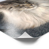 Maine Coon Cat Fotodruck (Ecke)