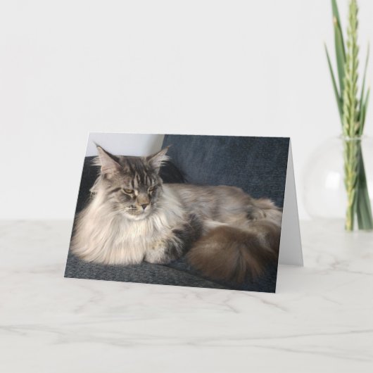 Maine Coon Cat Geburtstagkarte Karte (Vorderseite)