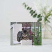 Maine Coon Cat in Garden Postkarte (Stehend Vorderseite)