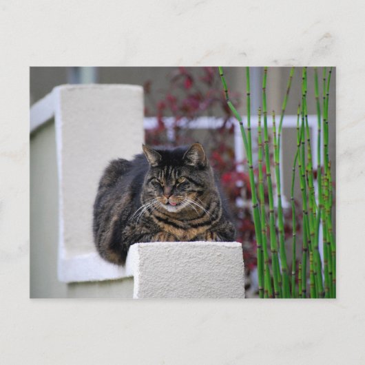 Maine Coon Cat in Garden Postkarte (Vorderseite)