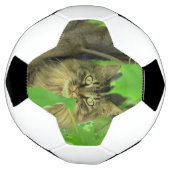 Maine Coon Cat in Tree Fußball (Gedreht)