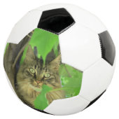 Maine Coon Cat in Tree Fußball (Dreiviertel)