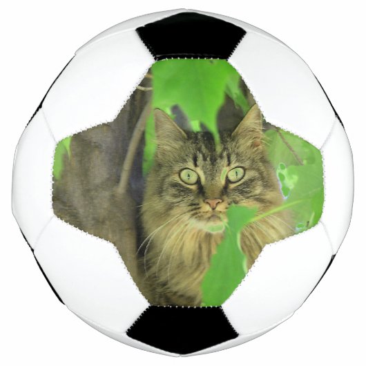 Maine Coon Cat in Tree Fußball (Vorderseite)
