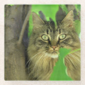 Maine Coon Cat in Tree Glasuntersetzer (Vorderseite)