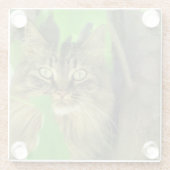 Maine Coon Cat in Tree Glasuntersetzer (Rückseite)