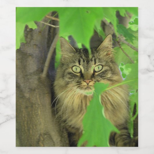 Maine Coon Cat in Tree Weinetikett (Einzelnes Label)