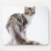 Maine Coon cat Mousepad (Vorne)