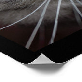 Maine Coon Cat Nah-up Poster (Ecke)