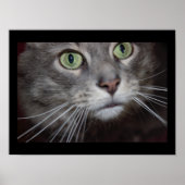 Maine Coon Cat Nah-up Poster (Vorne)