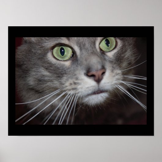 Maine Coon Cat Nah-up Poster (Vorne)