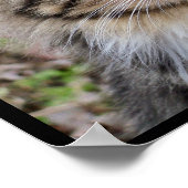 Maine Coon Cat Portrait Foto Poster (Ecke)