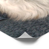 Maine Coon Cat Poster (Ecke)