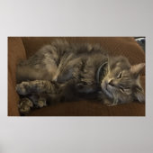 Maine Coon Cat Poster (Vorne)