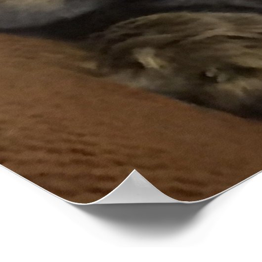 Maine Coon Cat Poster (Ecke)