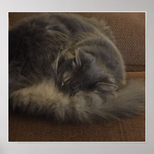 Maine Coon Cat Poster (Vorne)