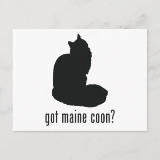 Maine Coon Cat Postkarte