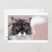 Maine Coon Cat Postkarte (Vorne/Hinten)