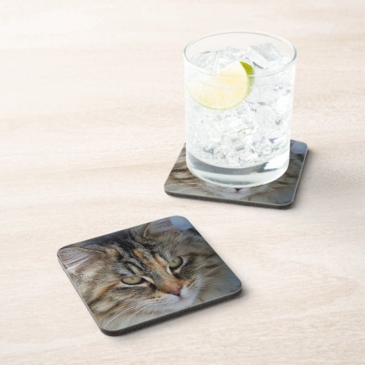 Maine Coon cat Potrait Untersetzer (Rechte Seite)