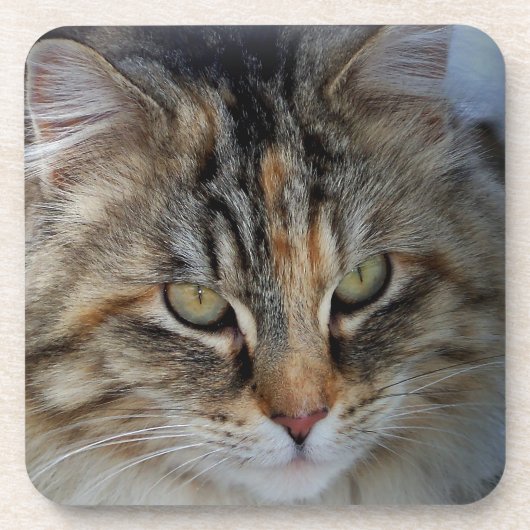 Maine Coon cat Potrait Untersetzer (Vorderseite)