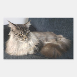 Maine Coon Cat Stickers
